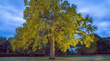 ADRIAN HALLMARK’S FAVOURITE OAK FEATURES IN A PORTRAIT OF A TREE